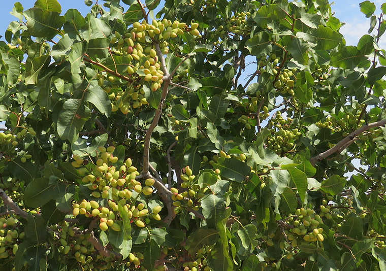 arbol de pistachos spainnuts