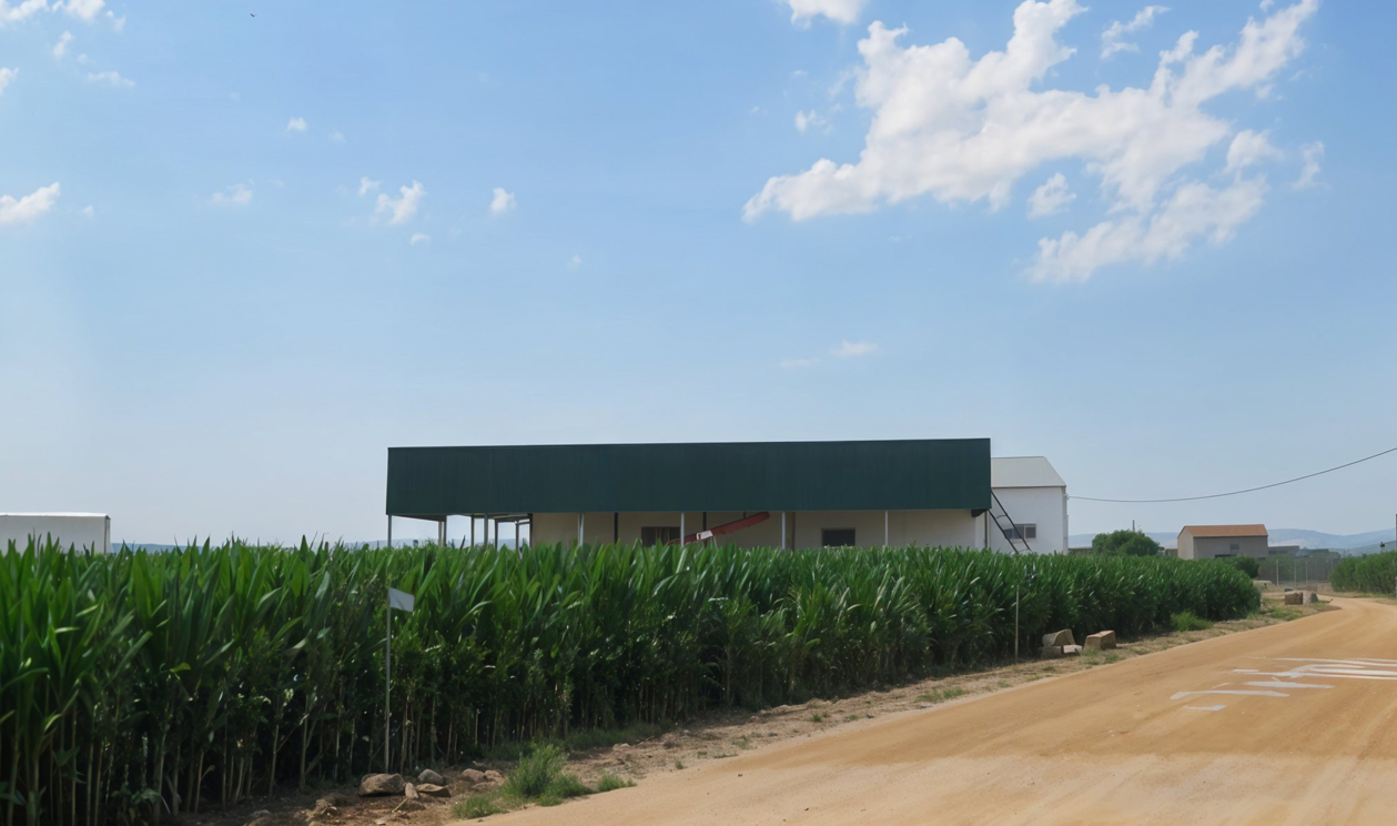 procesado de pistacho en nuestras instalaciones