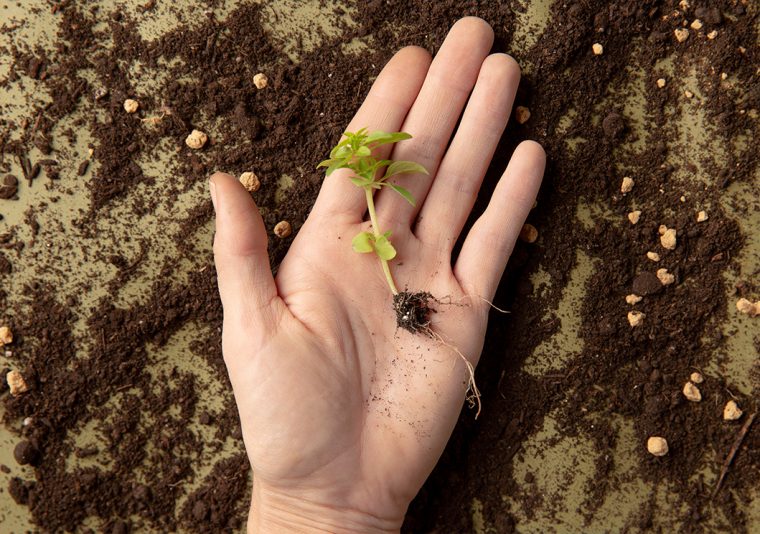 producción ecológica